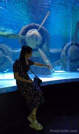 Миниатюра Индивидуалка Мариоми Центральный Фотография 